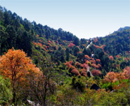 Islamabad - Margalla HIlls national park are within easy reach from the city