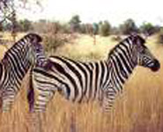 South Africa - Kruger National Park