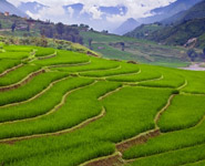 Vietnam rice paddies