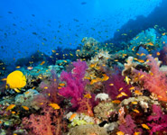 Abu Dhabi - snorkelling and diving on marvelous reefs